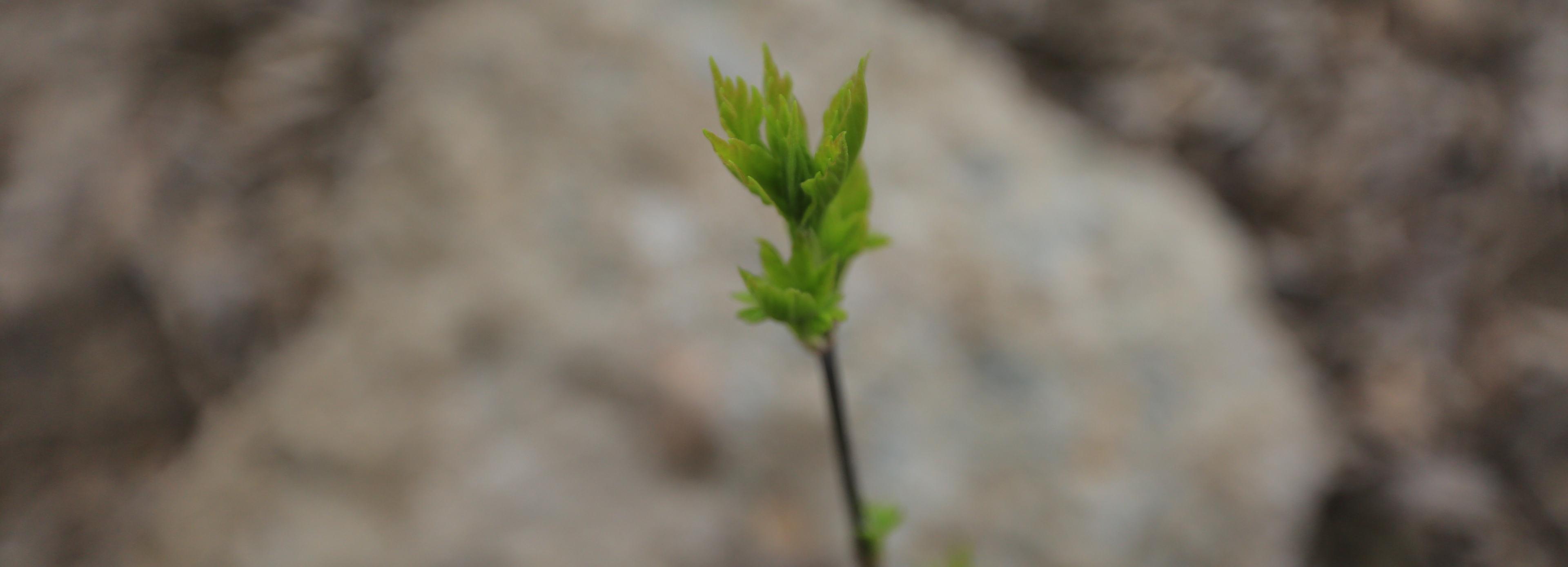 В ресурсных центрах расскажут, как выбрать имя для парка на берегу Ини