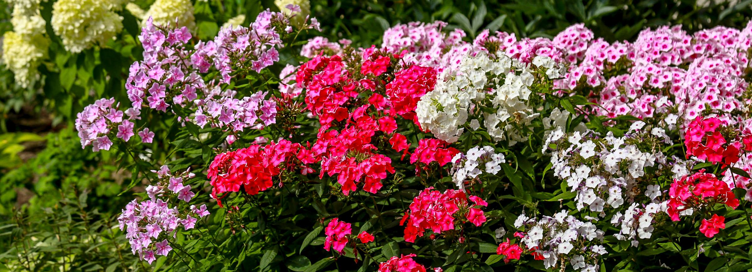 В Новосибирске наградили победителей конкурса на самую красивую клумбу