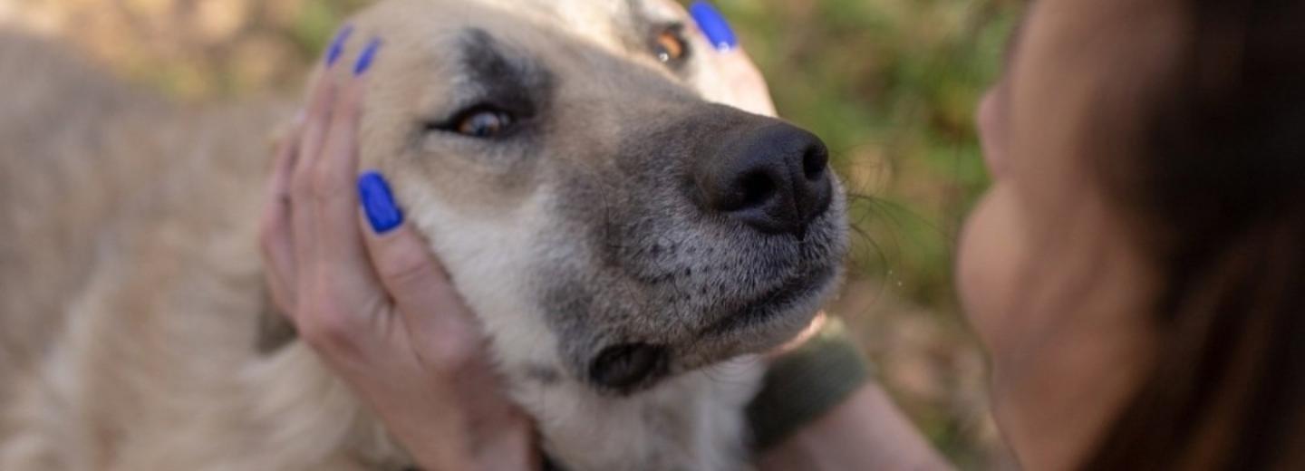 Кураторами для бездомных животных могут стать новосибирцы