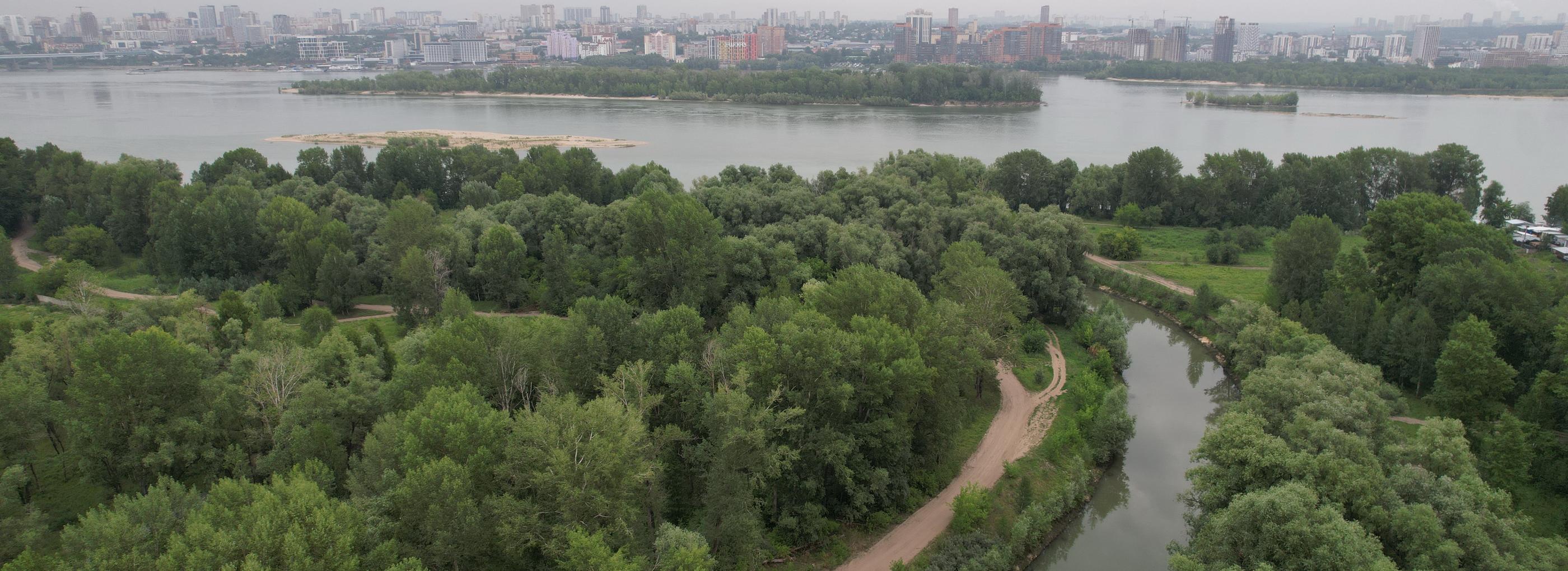 Кедры и сосны высадят биогруппами в будущем парке «Усть-Тула»