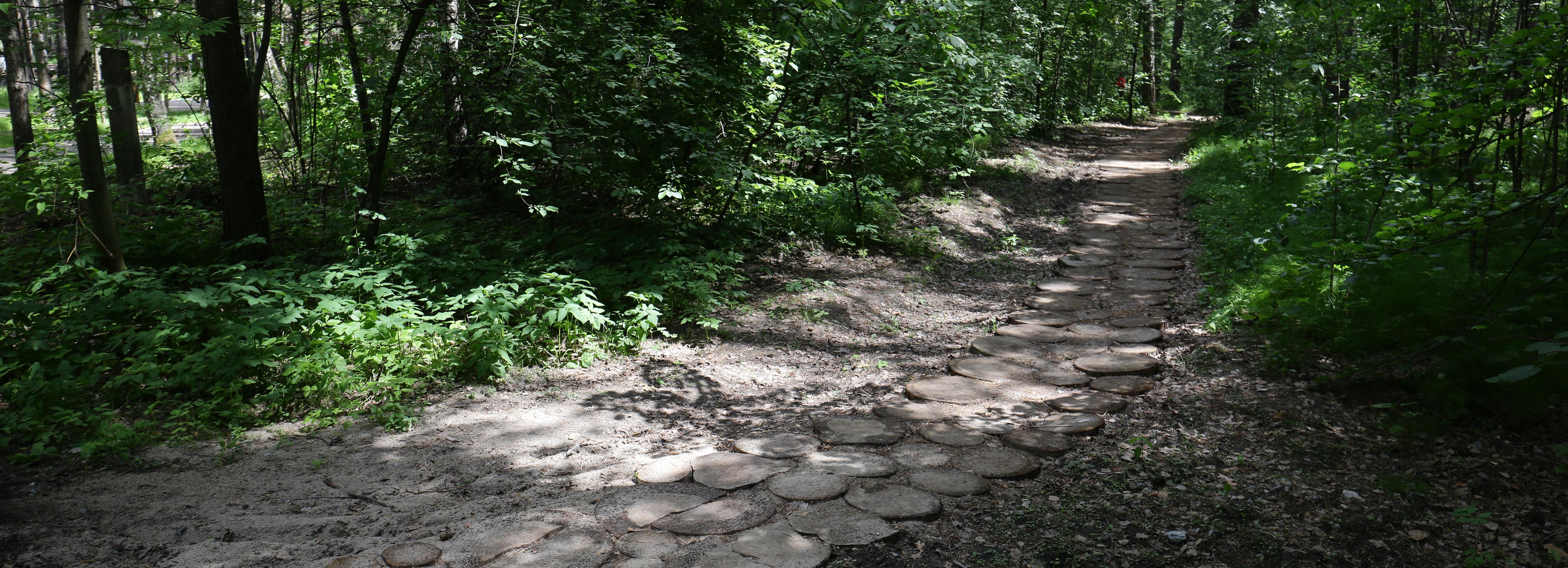 Зелёный Новосибирск: прогулка по экотропе к реликтовому лесу