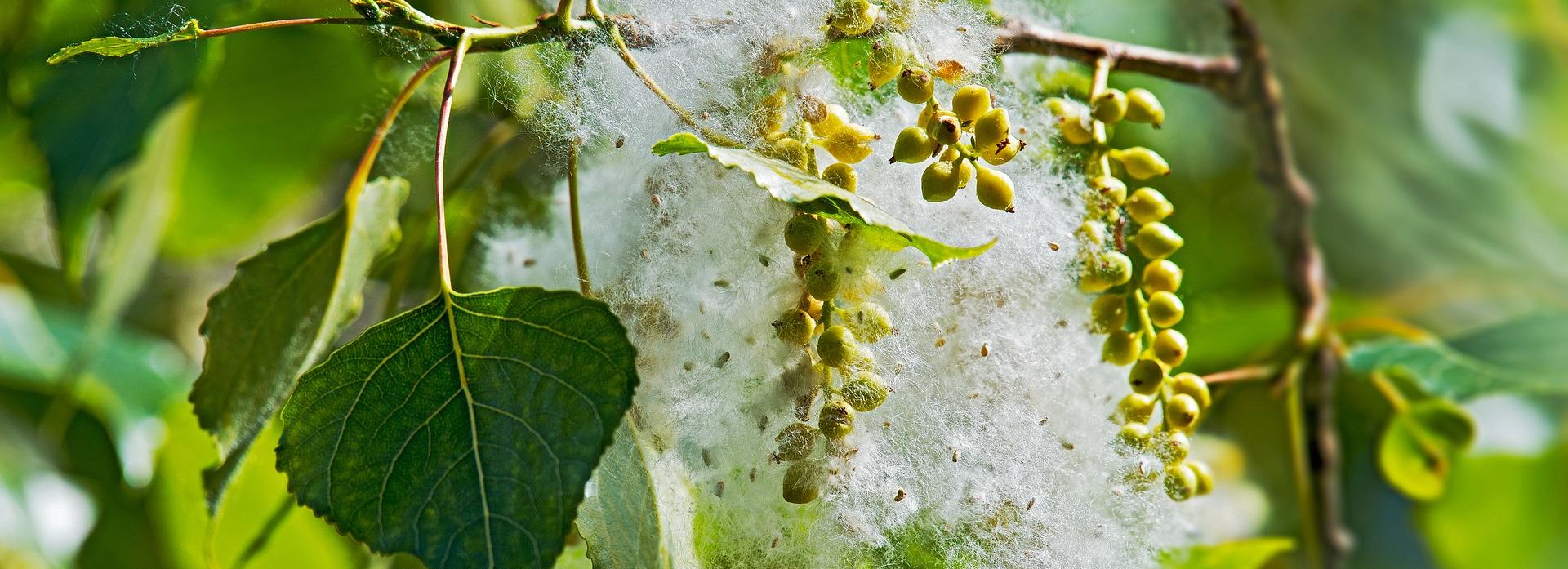 200 пожаров из-за пуха произошло за сутки в Новосибирской области