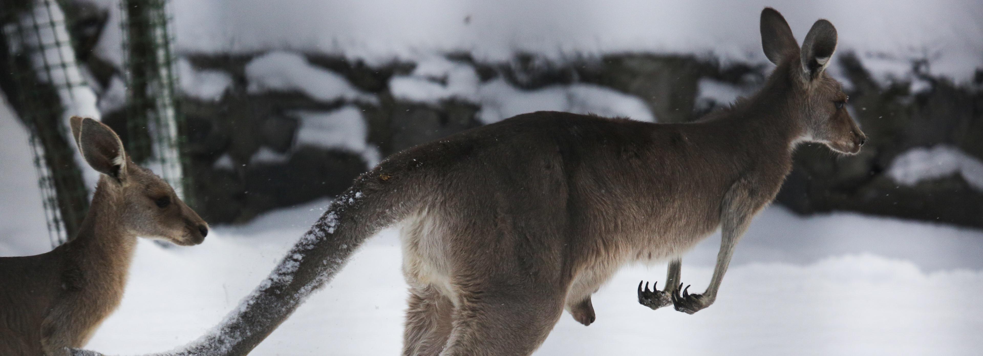 Новосибирский зоопарк поделился с Калининградом тамаринами и кенгуру