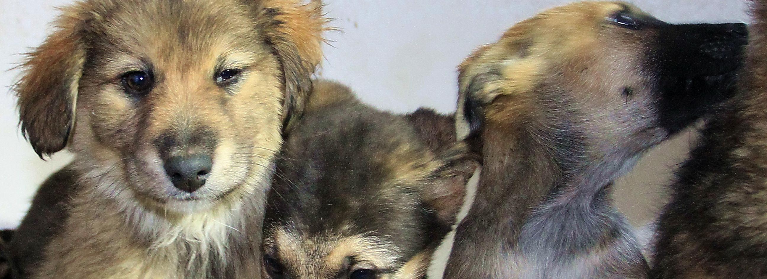 Куда сообщить о стае бездомных собак — горячий телефон в Новосибирске