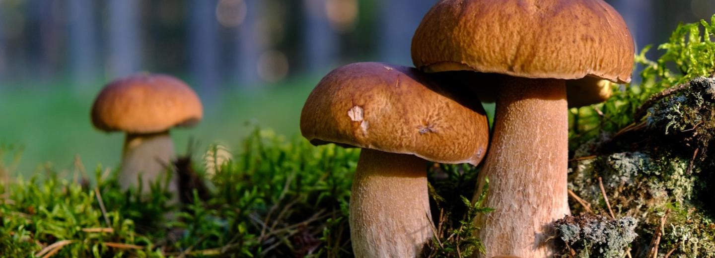 Где в Новосибирской области нельзя собирать грибы