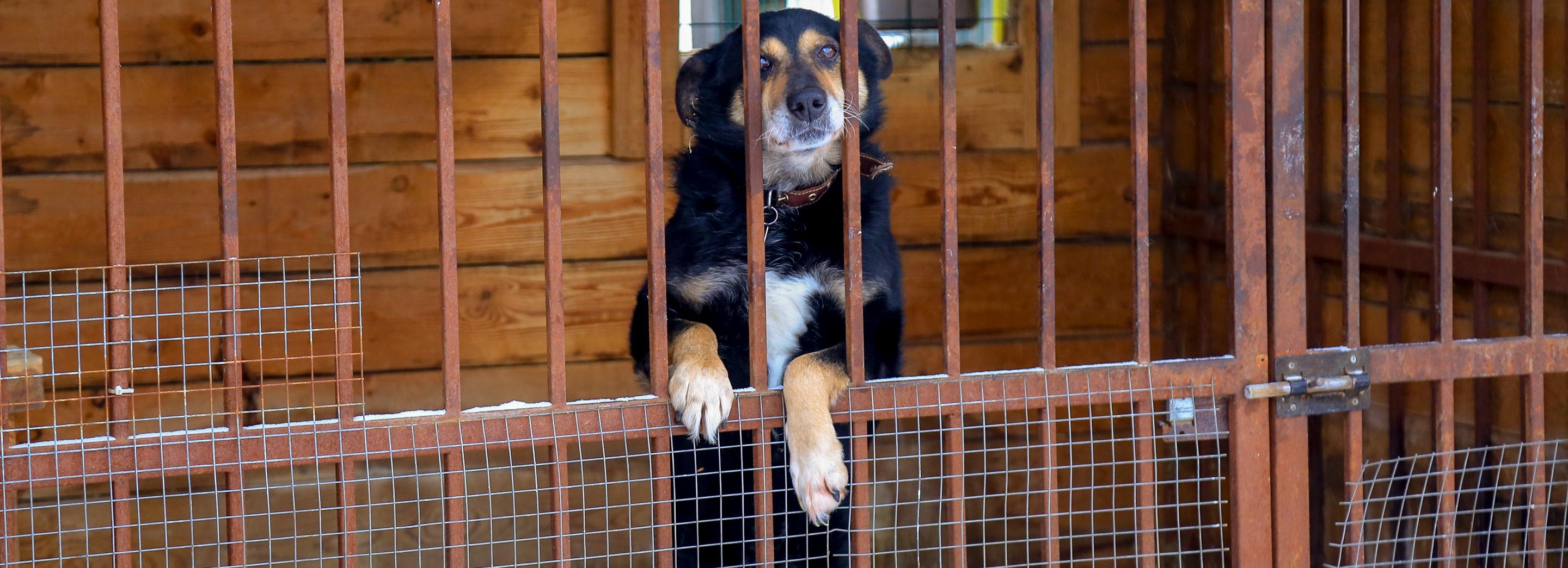 Строить пункт для бродячих собак возле Хилокского начнут в течение месяца