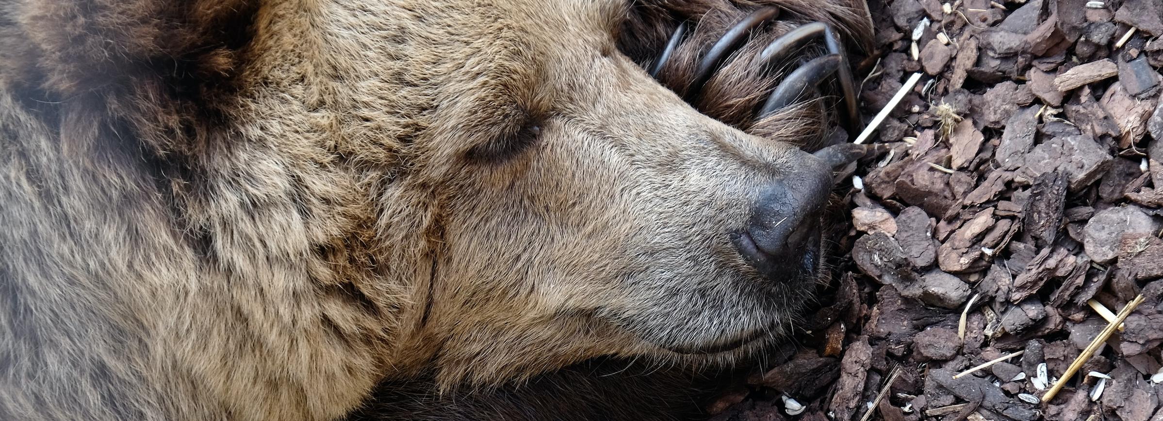 Оголодавших цирковых медведей спасают зоозащитники в Новосибирске