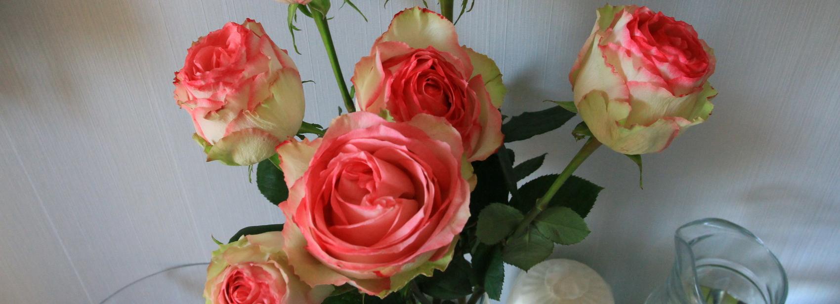 Миллионы роз впервые вырастили к 8 Марта в новосибирских теплицах