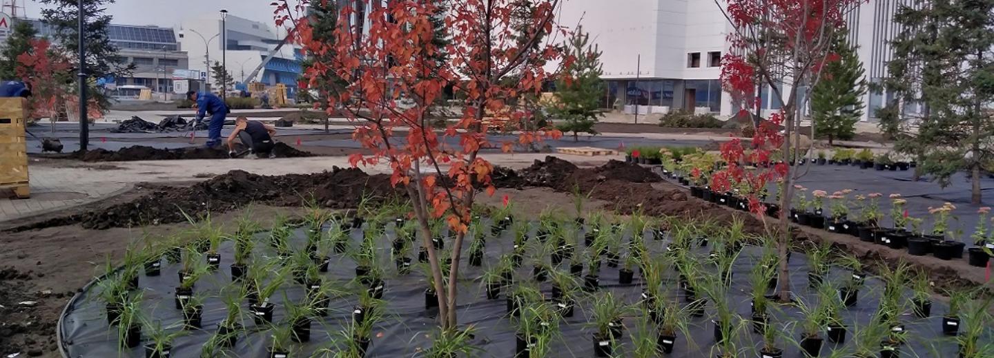 На площади Маркса началось масштабное озеленение сквера у отеля «Турист»