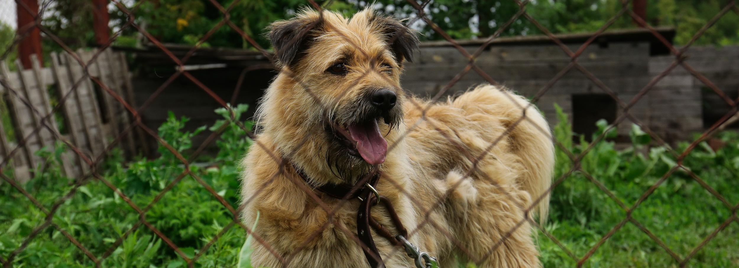 Приют для бездомных собак возник на месте автостоянки
