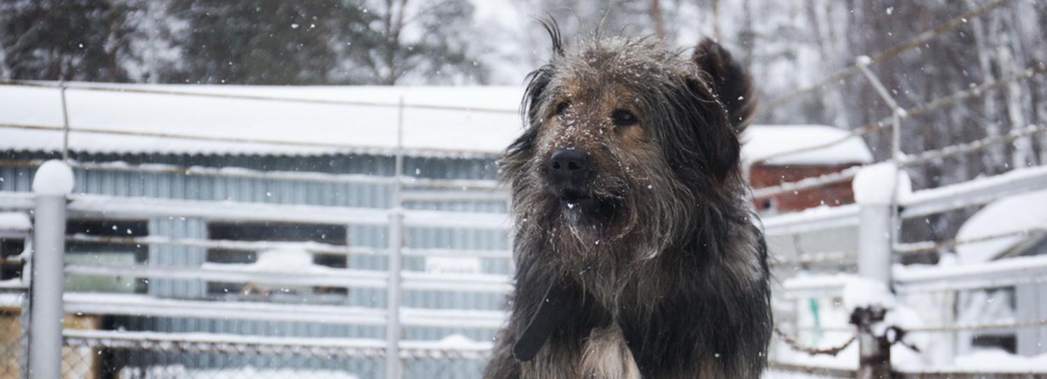 За отловом бродячих псов в Новосибирске будут следить общественники
