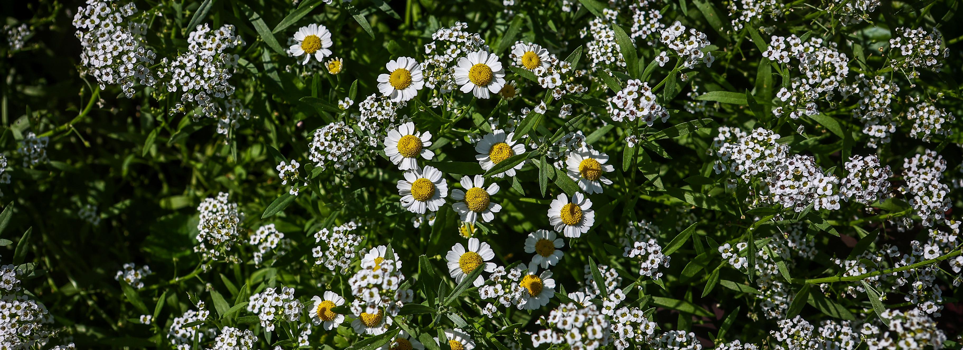 Конкурс на самую красивую клумбу Новосибирска: Державина, 5