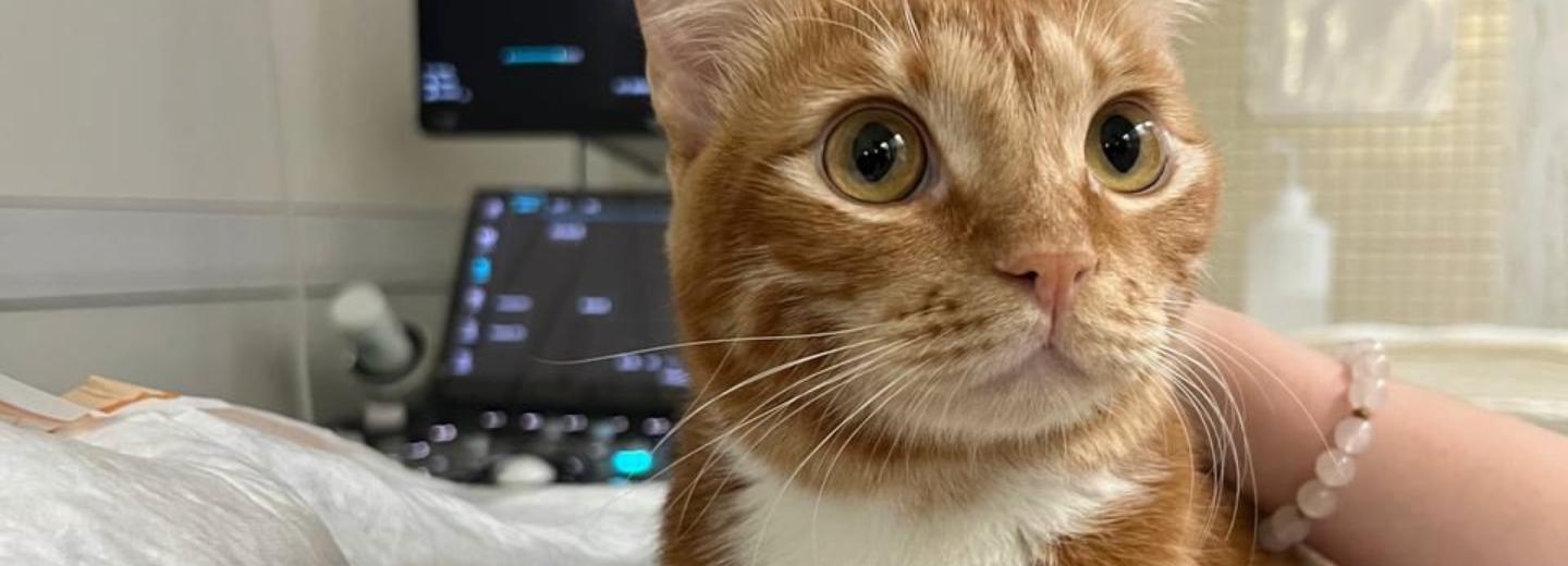 Два метра ниток достали из желудка кота в Новосибирске