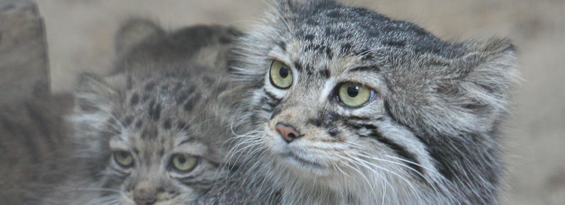 Сладко зевающего манула показал новосибирский зоопарк — это очень мило