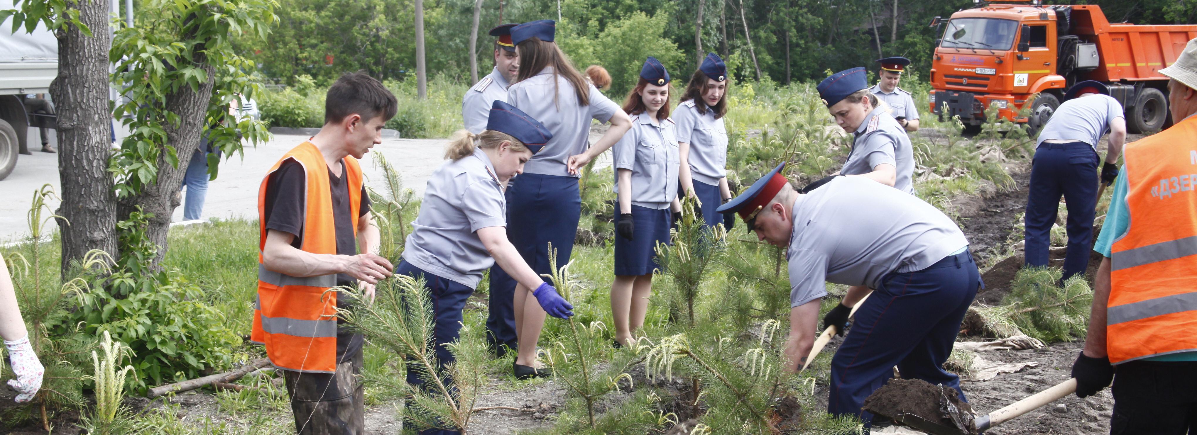 Мэр Кудрявцев: 80 сосен высадили для Аллеи памяти в Дзержинке
