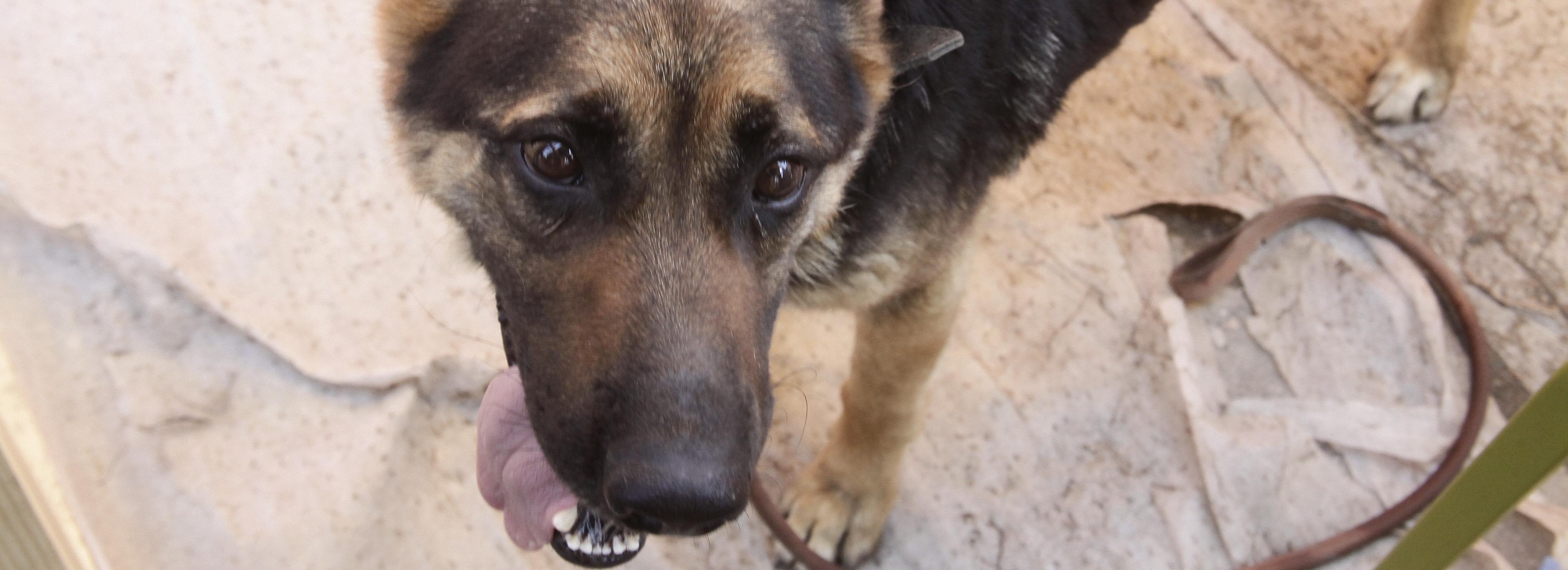 Покусанная бродячей собакой девочка получит компенсацию под Новосибирском