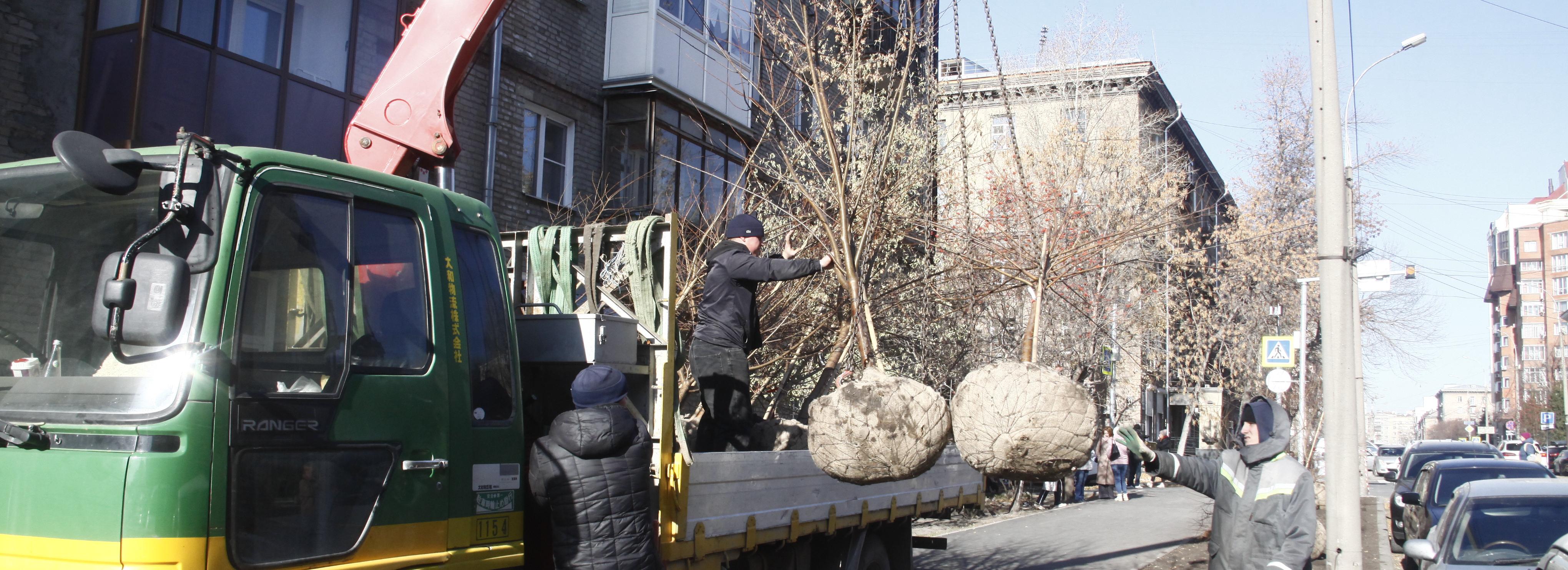 «Увидим цветение в ближайшие годы»: на Урицкого высаживают черёмуху Маака