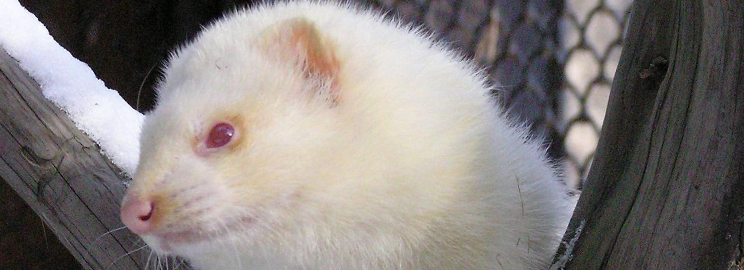 Четыре хорька-альбиноса родились в Новосибирском зоопарке