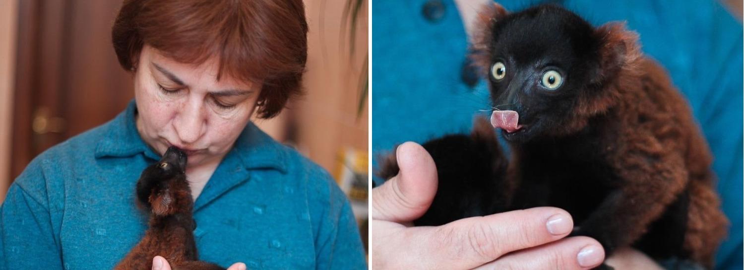 Крошечных лемуров вари выкармливают в Новосибирском зоопарке