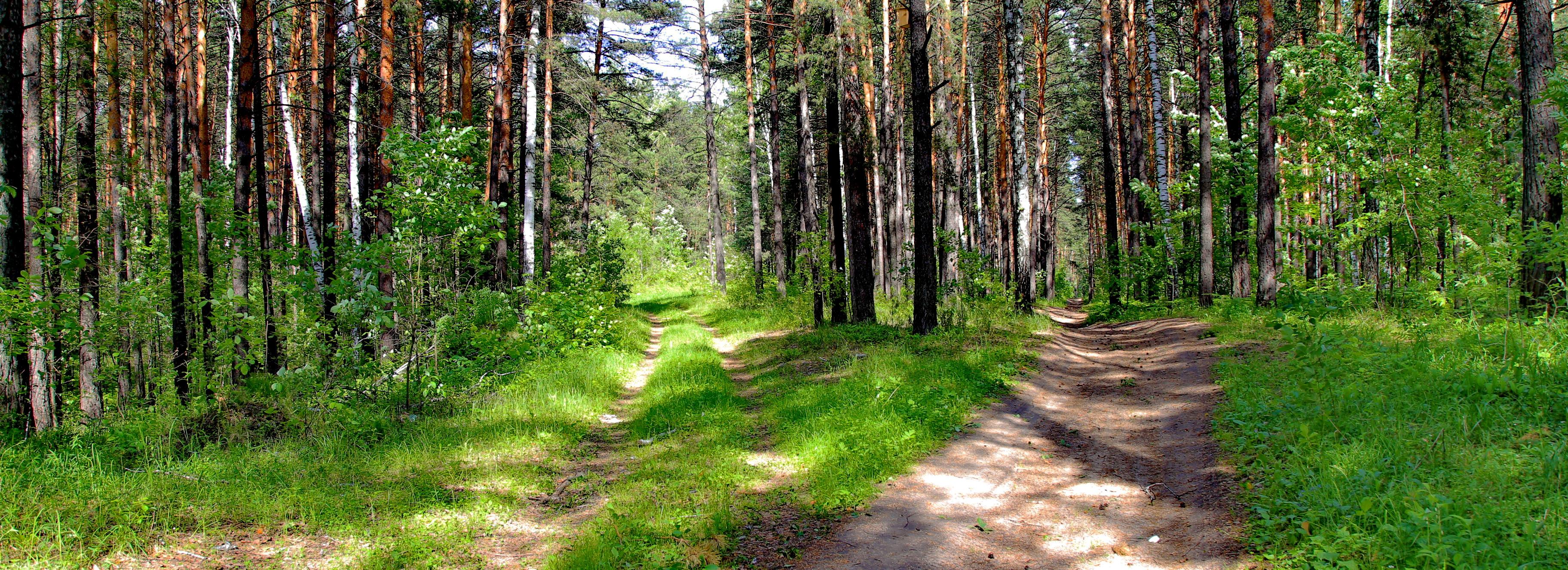 Клещевой энцефалит подтвердился у 34 жителей Новосибирска