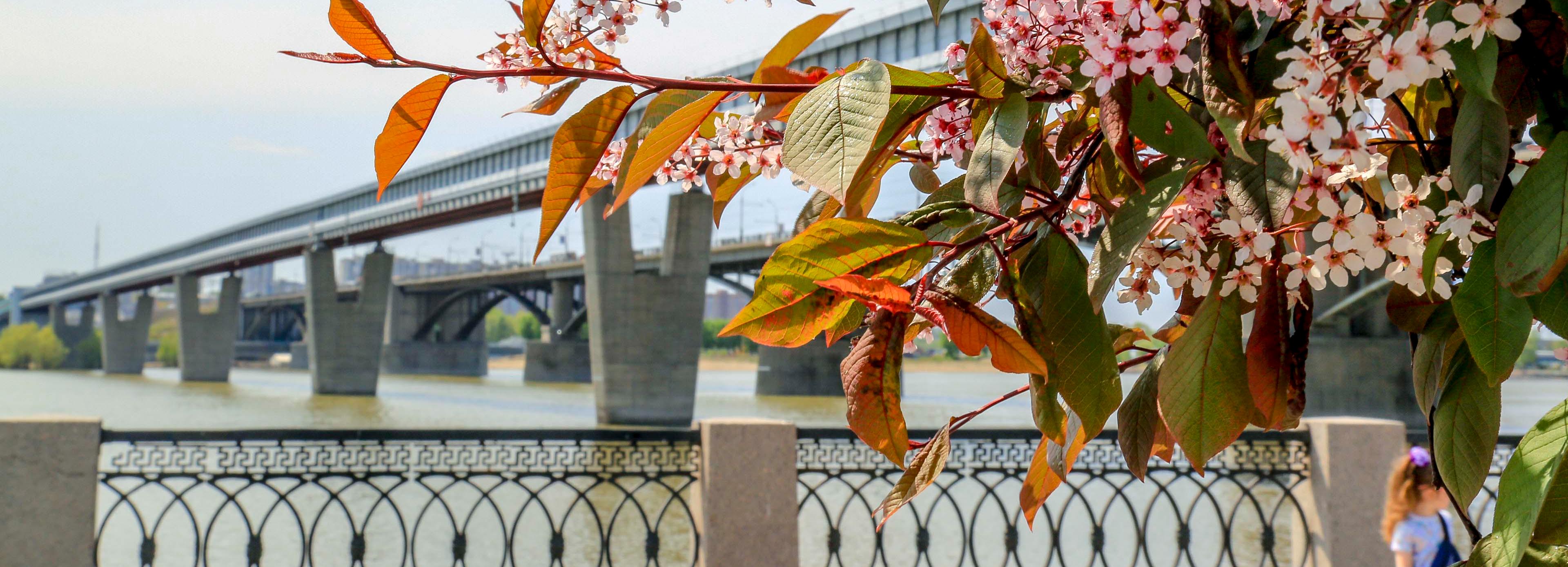 Новосибирск цветёт и пахнет: любуемся на красоту