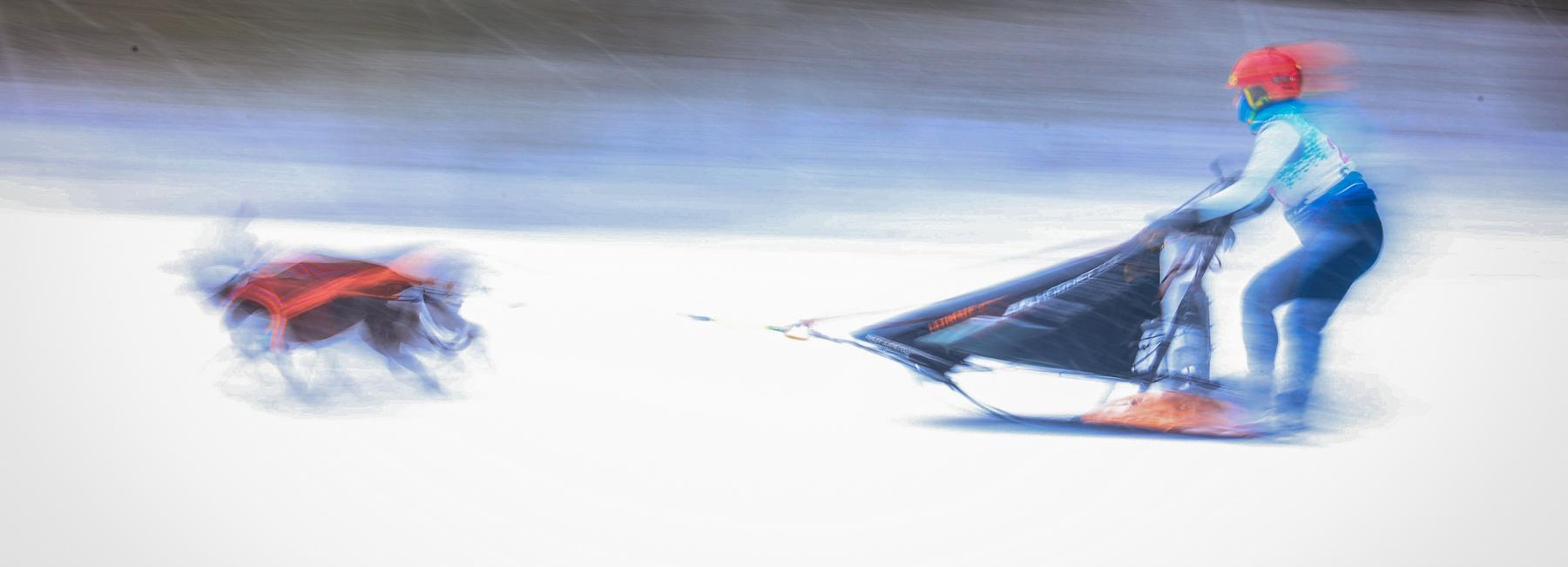 Под Новосибирском прошёл Рождественский заезд на собаках: 25 милых фото