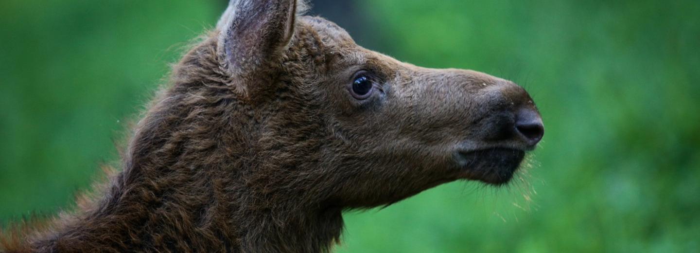 Дом для спасённого лосёнка-сироты нашли в Новосибирске