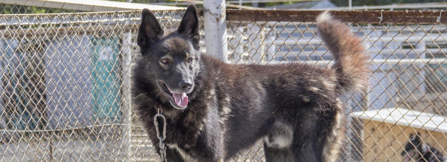 Десять пушистых резюме: пять собак и пять кошек, которые ищут дом