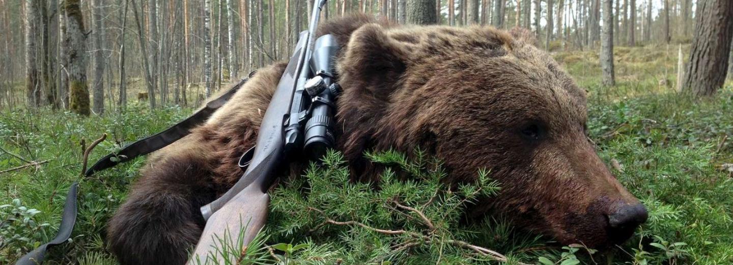 Новосибирец попал под уголовное дело из-за селфи с медведем