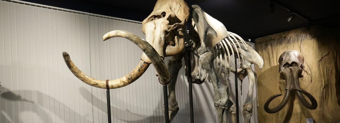 Зуб мамонта за миллион рублей продаёт новосибирец на Avito