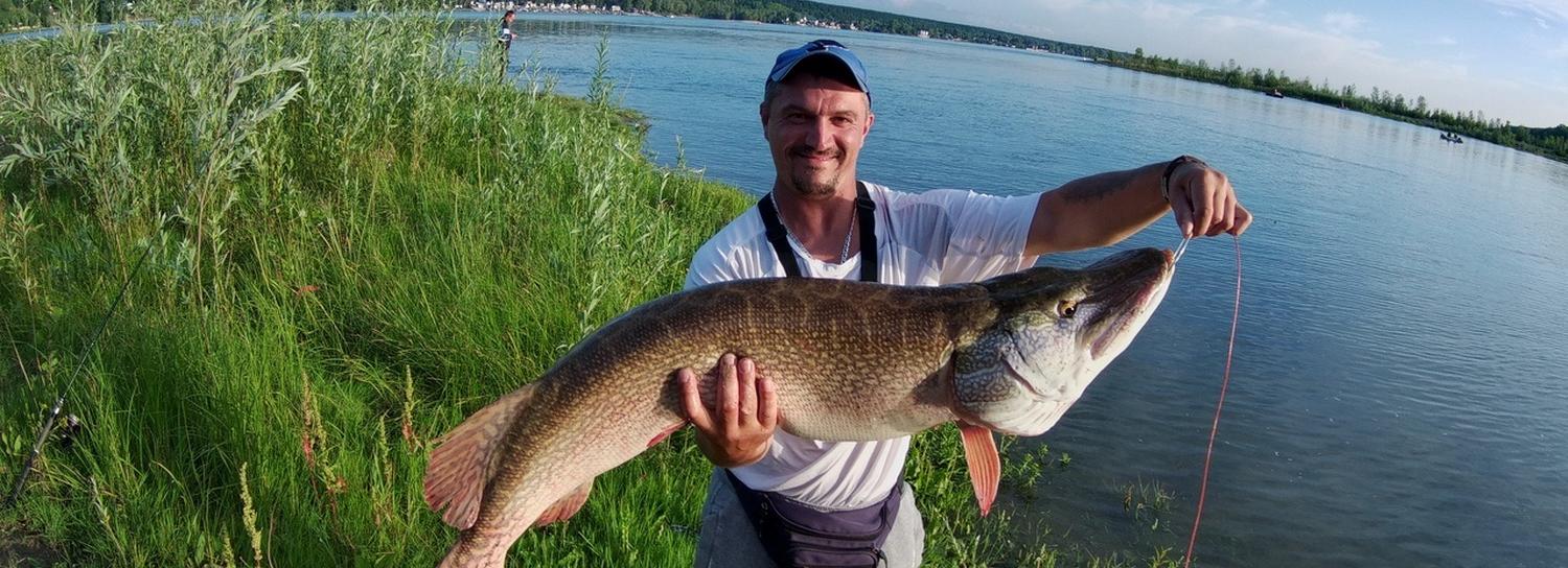 Рыбак из Новосибирска поймал 13-килограммового «крокодила» в Оби