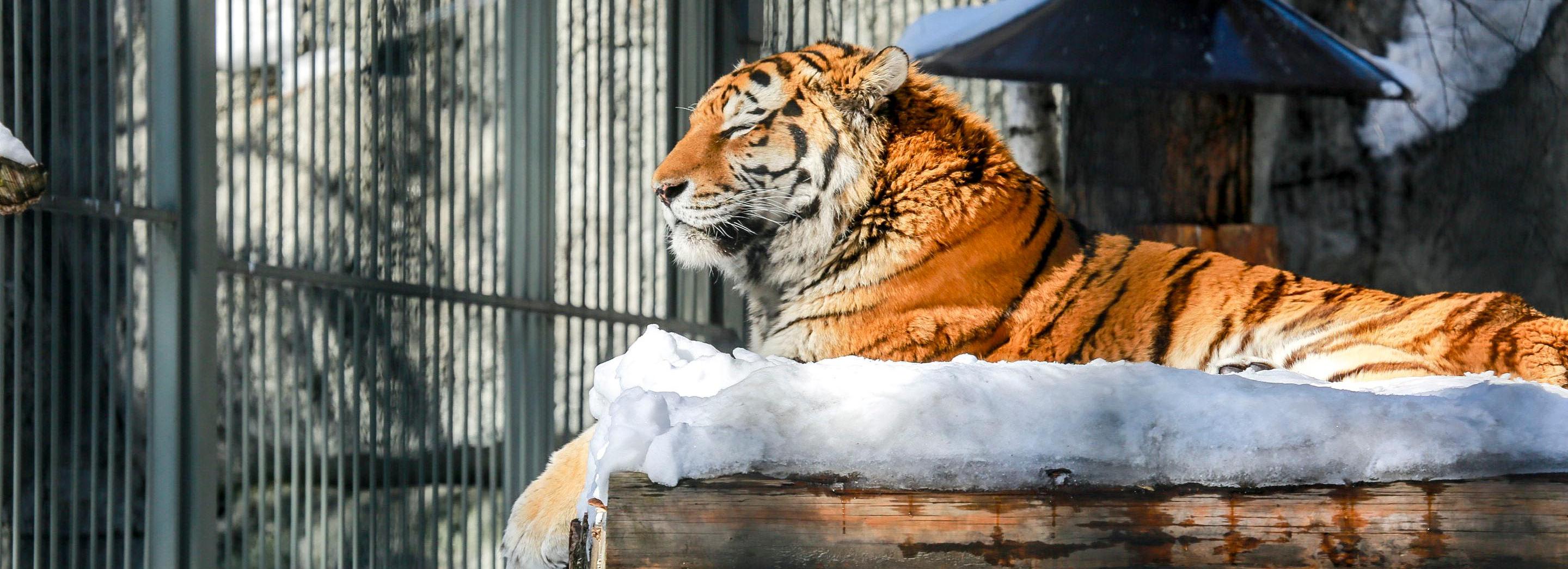 Зоопарк прокатит пенсионеров на паровозиках в декаду пожилого человека