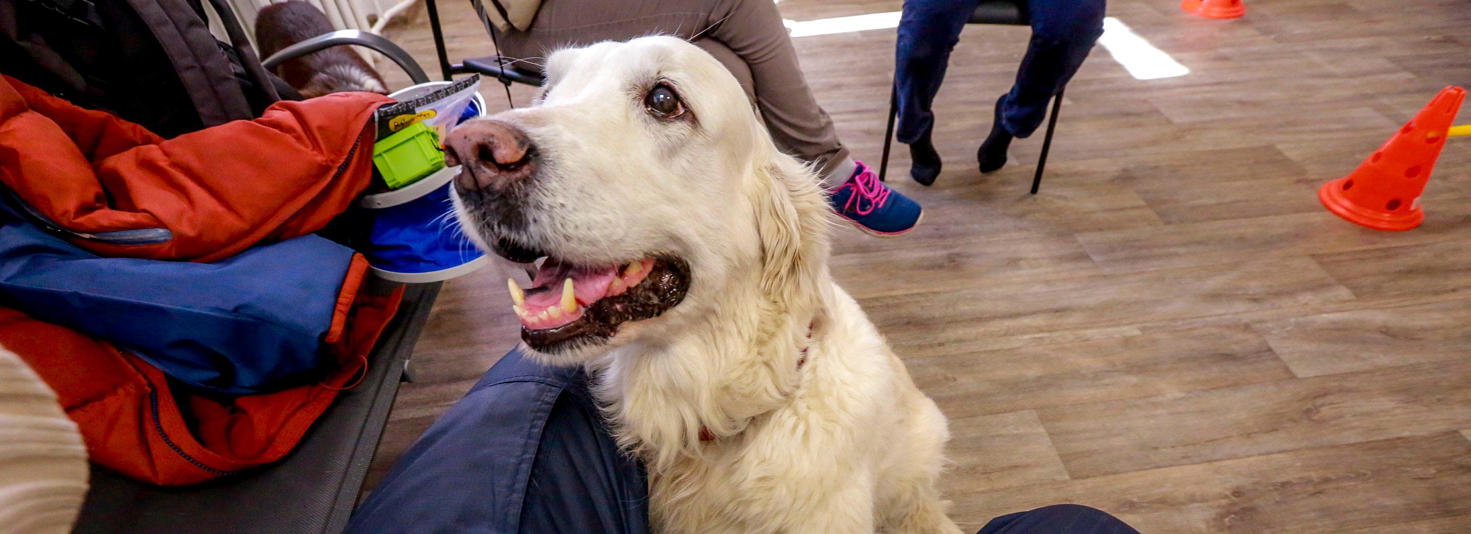 Если вы пропустили: лабиринт цветов, терапевт с хвостом и полицейская Муха