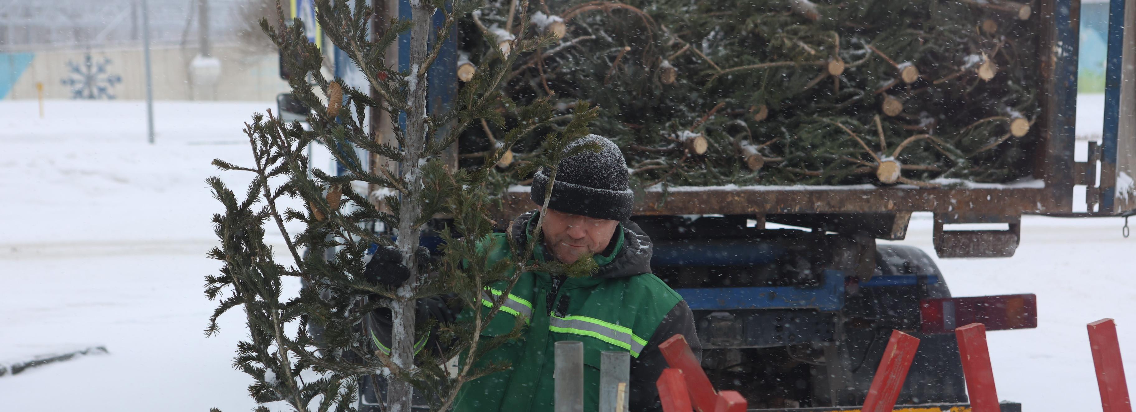 Рекордный объём новогодних ёлок сдали на утилизацию новосибирцы
