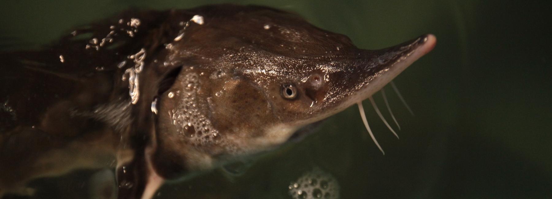 Диагностирующее болезни рыб приложение разработали в Новосибирске