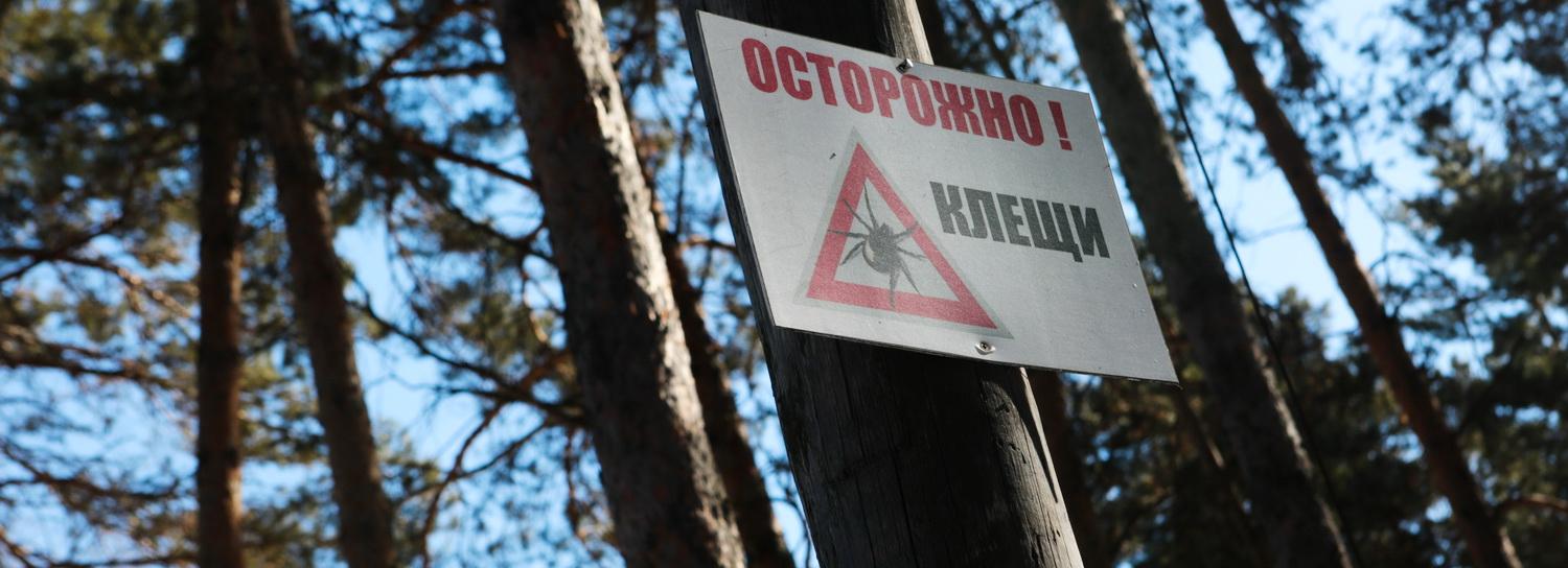 Первую собаку с бабезиозом госпитализировали в Новосибирске