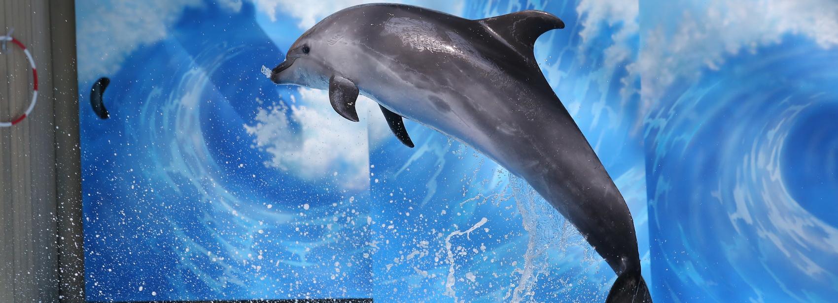 Если вы пропустили: гигантские качели, летящий мост и жирафы в зоопарке