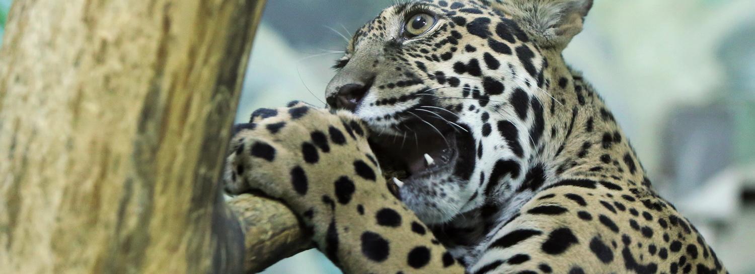 Код города: новые дороги, Тотальный диктант и тёплые вольеры в зоопарке