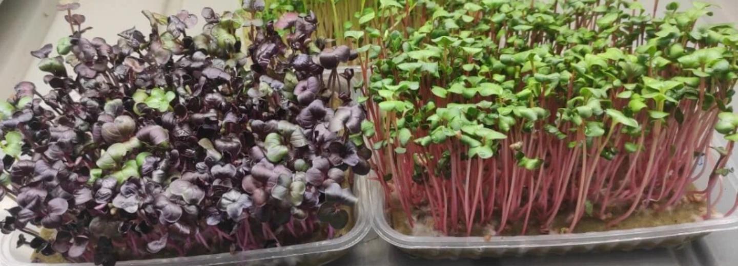 Микрозелень: как вырастить её дома и действительно ли она так полезна