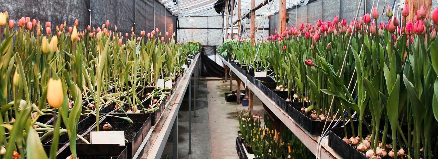 Южный ПЛП и теплицы для тюльпанов построят в Новосибирской области