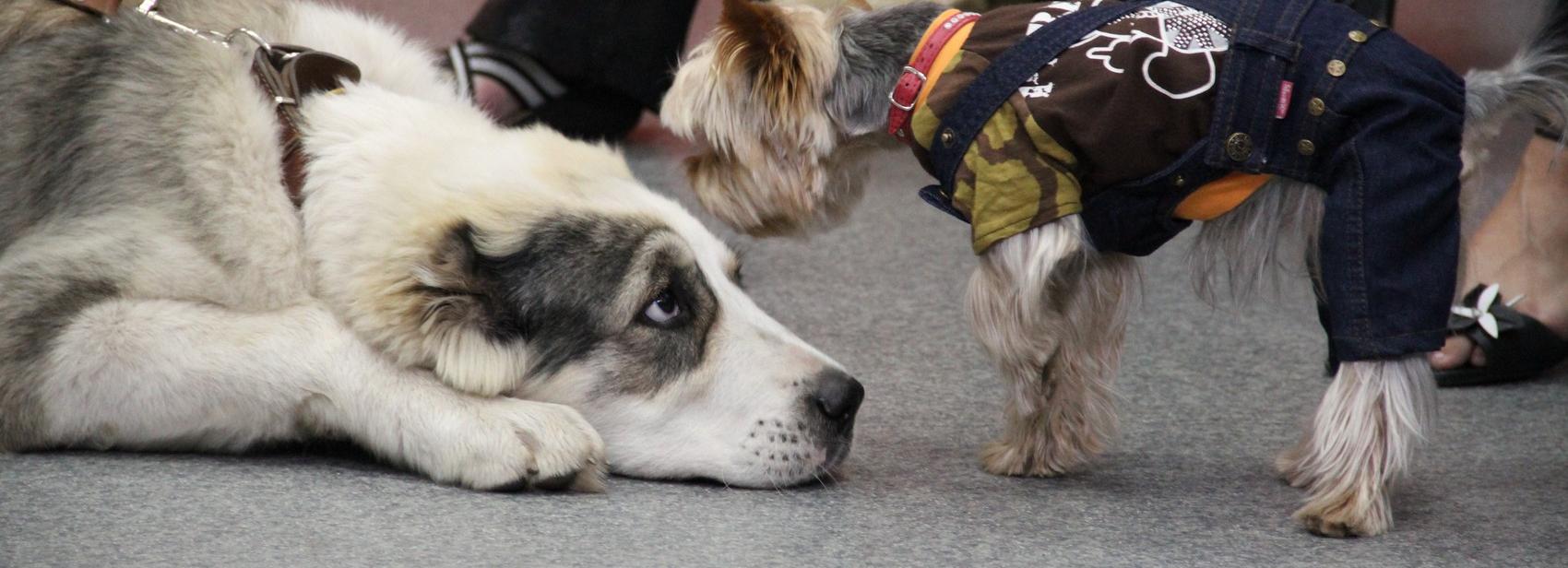 Афиша выходных: День хвоста, выставка счастья и комикс-вечеринка