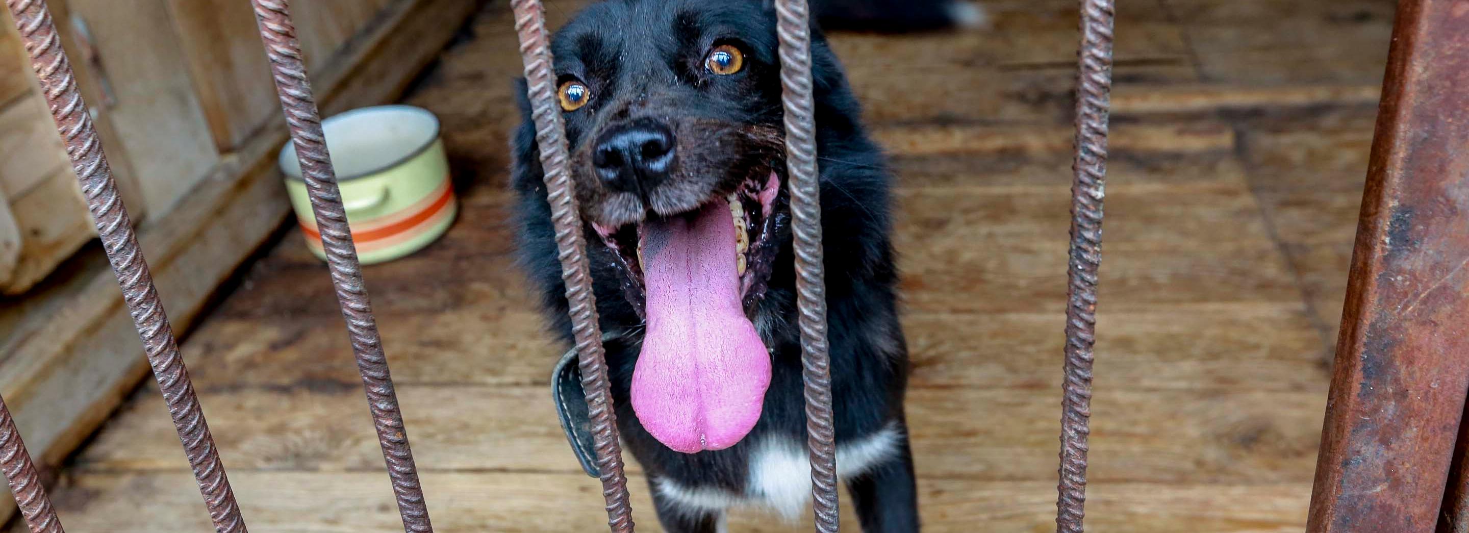 Как защититься от бродячих собак — рассказали школьникам в Новосибирске