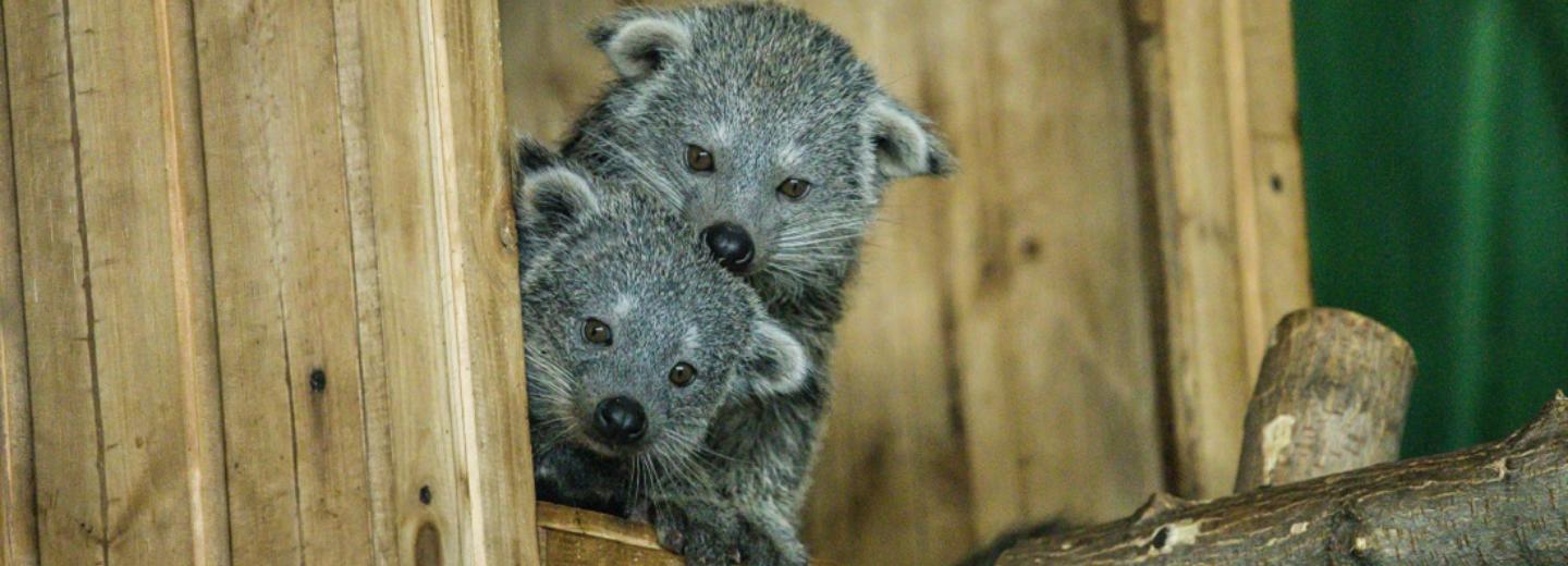 Впервые в России: детёныши бинтуронгов родились в Новосибирском зоопарке