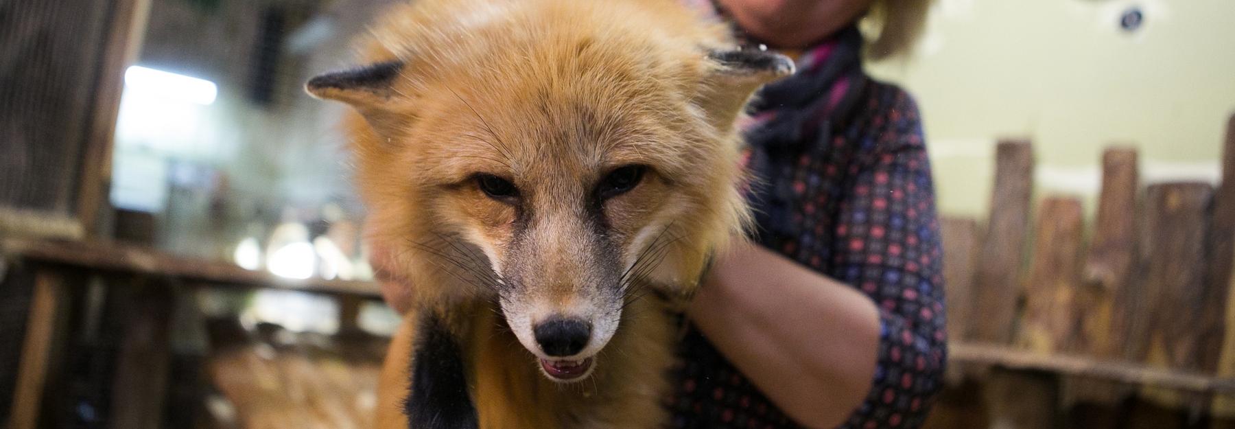 Карантин на два месяца ввели в очаге бешенства в Новосибирской области