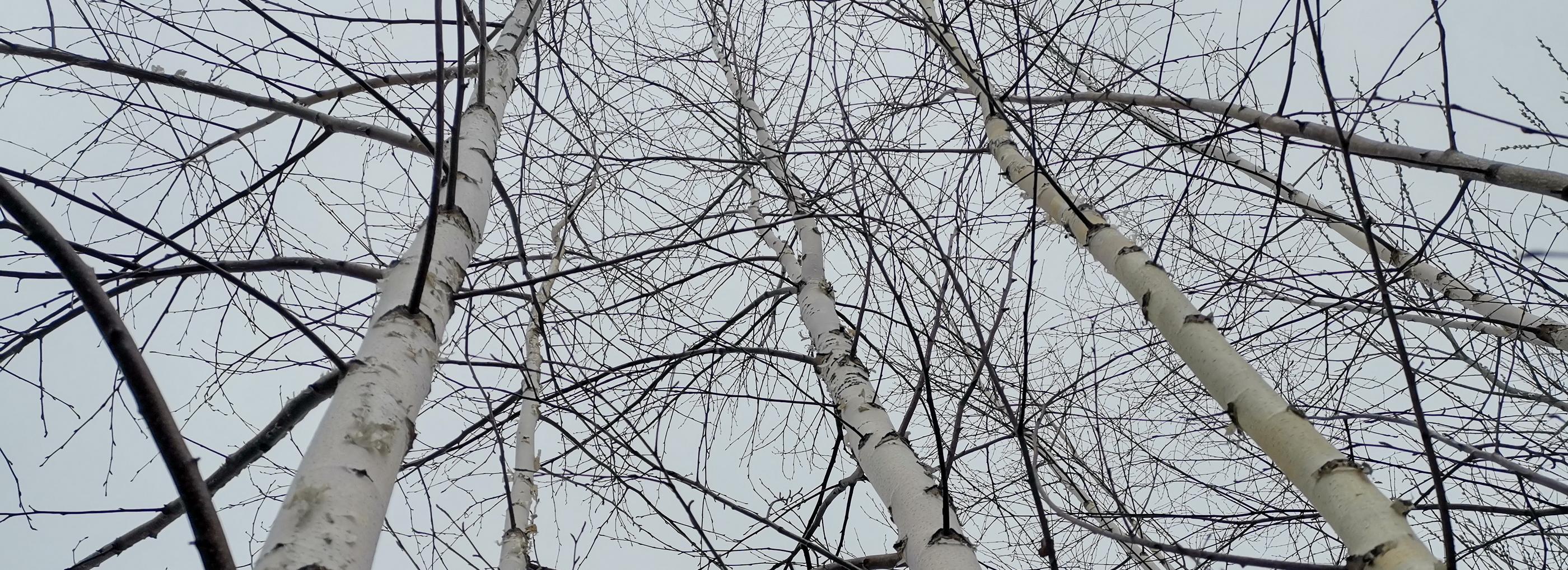 Новосибирский дендролог советует горожанам не собирать берёзовый сок