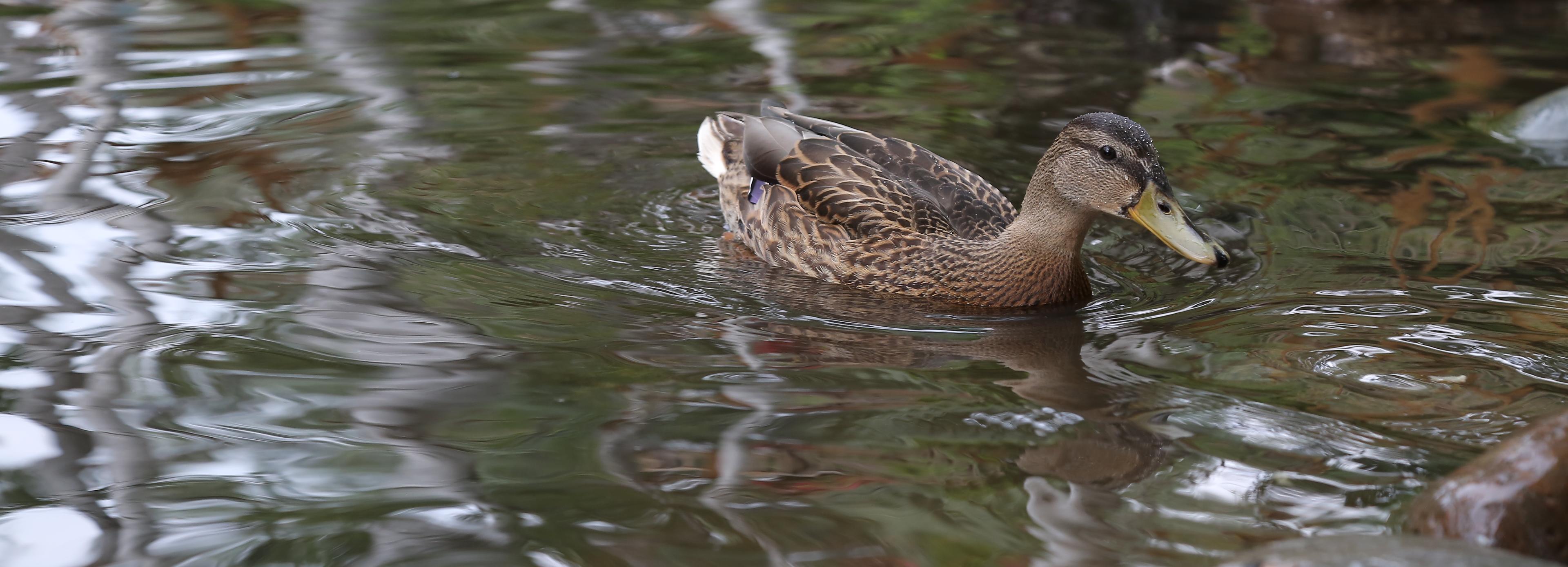 Новосибирцы снова выйдут на субботник к утиному озеру на Акатуйском