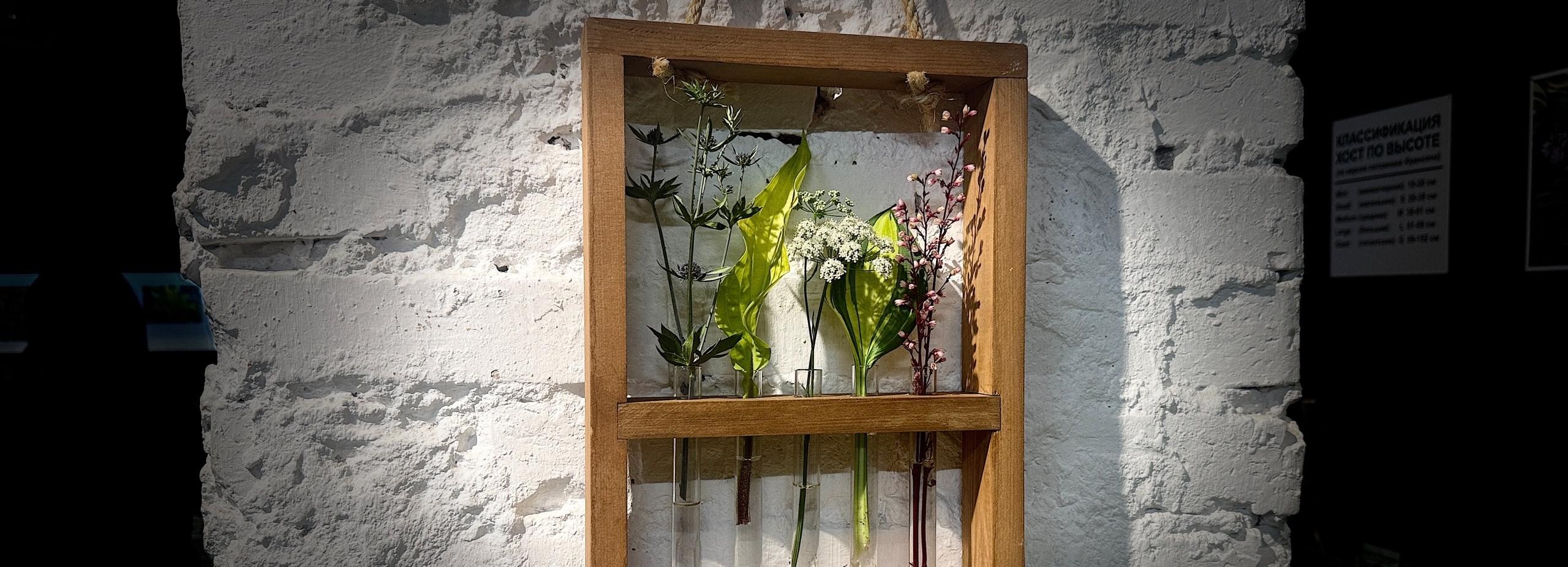 Хосты покоряют Сибирь: в японский сад превратились залы Музея природы