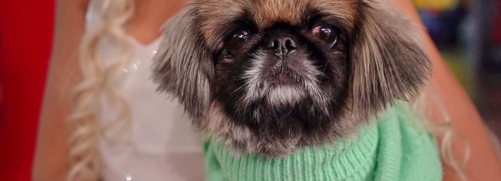 Хвостикам — бесплатно: первый дог-френдли кинозал открыли в Новосибирске