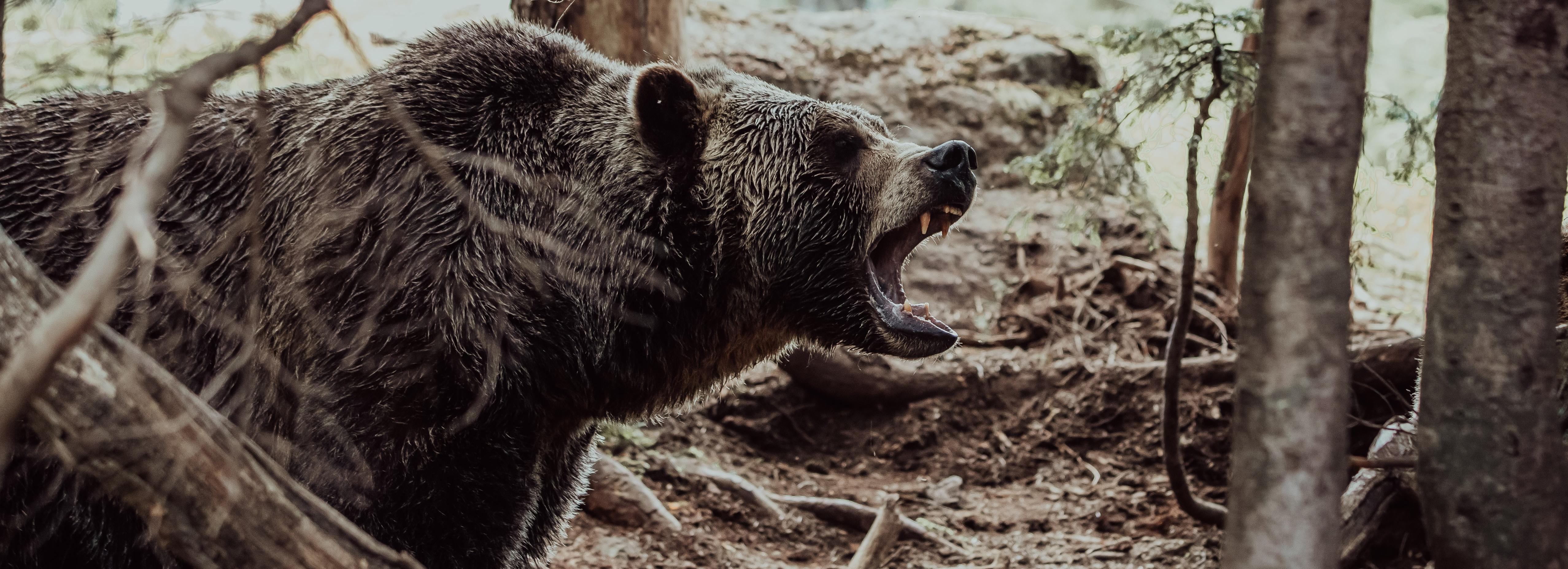 Задравшего свинью и барана медведя ищут под Новосибирском