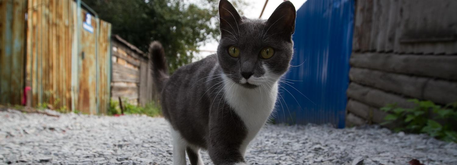 Перебегавшая дорогу кошка устроила ДТП с троллейбусом на Доватора